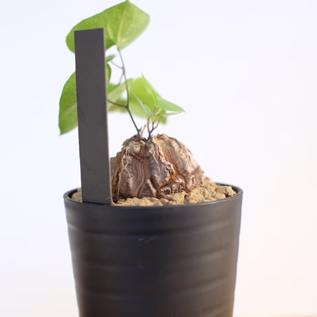 ディオスコレア エレファンティペス / Dioscorea elephantipes