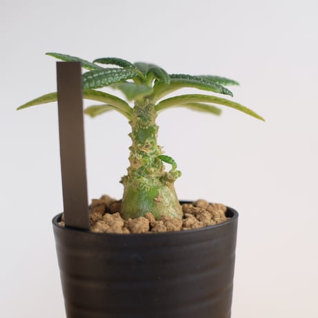 ドルステニア ギガス / Dorstenia gigas / KN1329