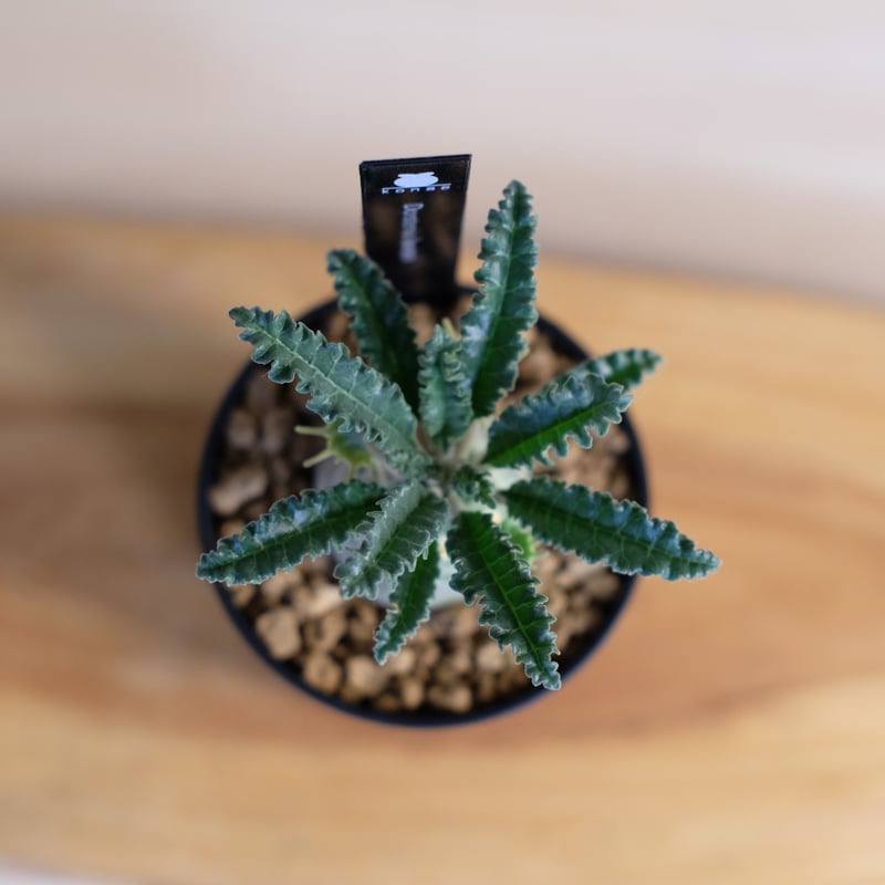 ドルステニア ラブラニー / Dorstenia lavrani | 塊根植物 小苗専門店 k