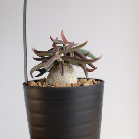 ユーフォルビア キリンドリフォリア トゥビフェラ / Euphorbia cylindrifolia var. tubufera