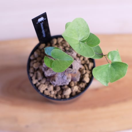 ディオスコレア エレファンティペス / Dioscorea elephantipes