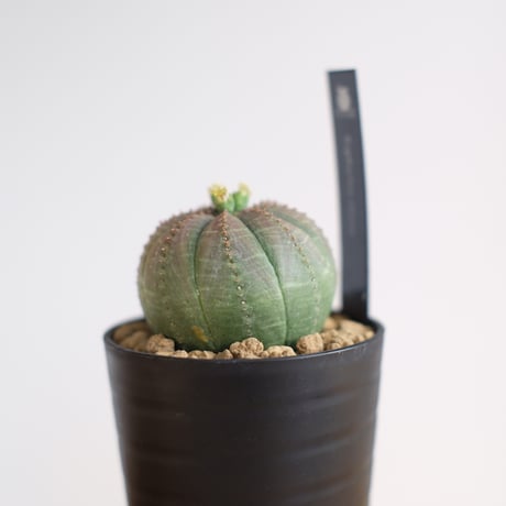 ユーフォルビア オベサ / Euphorbia obesa / KN1228