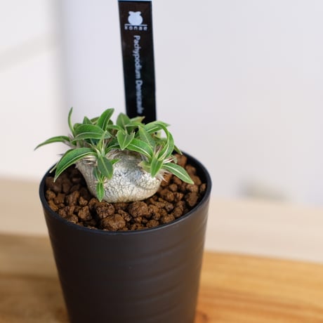 パキポディウム 恵比寿大黒 / Pachypodium Densicaule