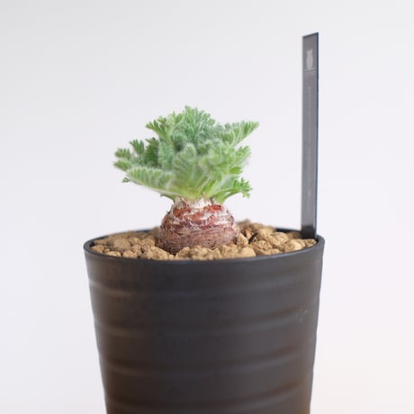ペラルゴニウム アッペンディクラツム / pelargonium appendiclatum / KN1344