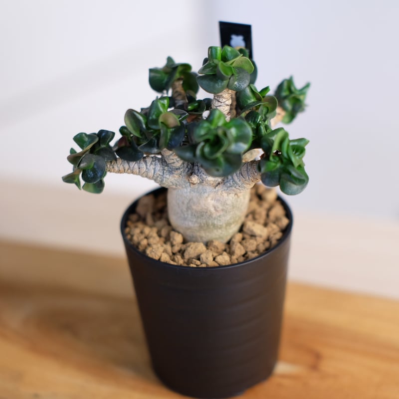 アデニウム ドーセットホーン / Adenium dorset horn | 塊根植物 アデニウム ドーセットホーン / Adenium dorset horn | 塊根植物