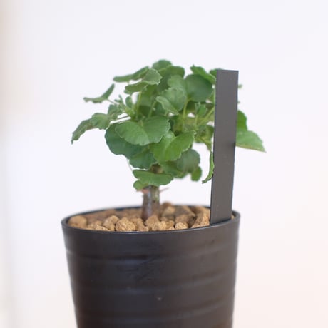 ペラルゴニウム ゼロフィトン / Pelargonium xerophyton / KN1393