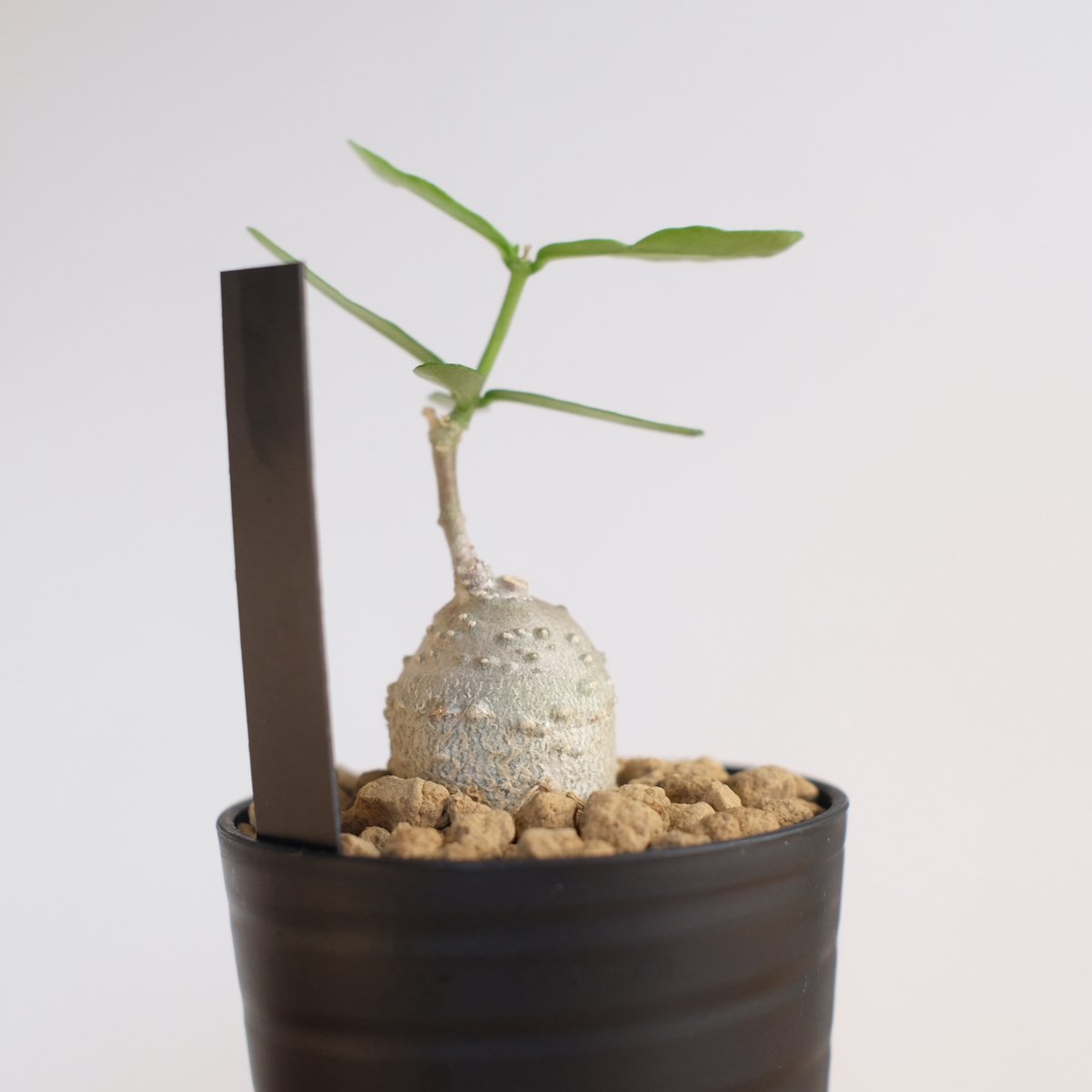 フォッケア エデュリス / Fockea edulis / KN1309 | 塊根植物 小苗専