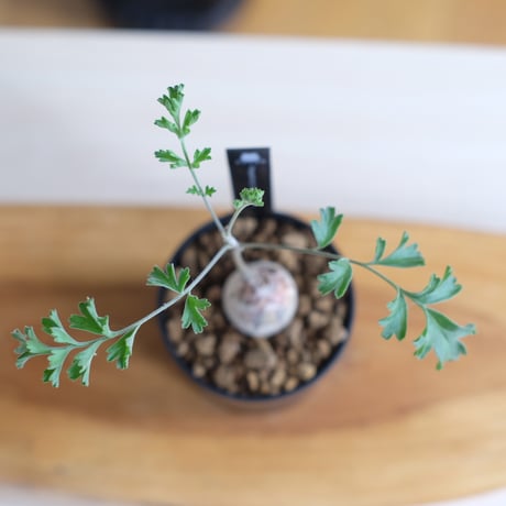 ペラルゴニウム パキポディウム / Pelargonium sp. cf. pachypodium / KN1362