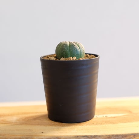 ユーフォルビア オベサ / Euphorbia obesa