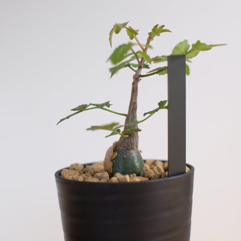 ブルセラ ファガロイデス / Bursera fagaroides / KN1322 | 塊根