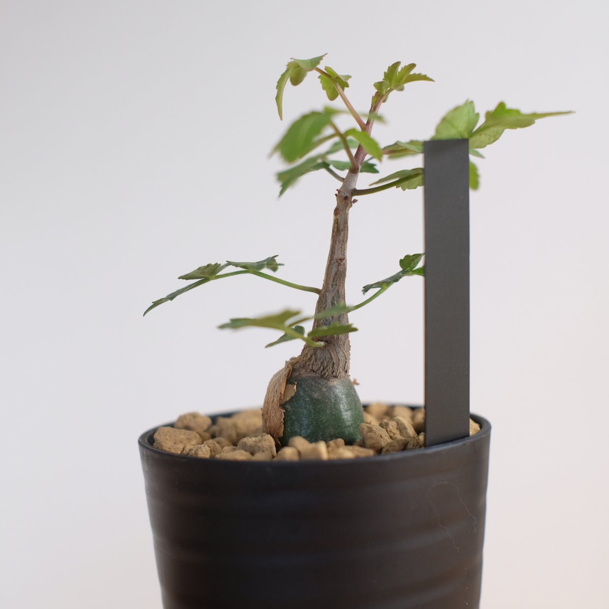 ブルセラ ファガロイデス / Bursera fagaroides / KN1322 | 塊根