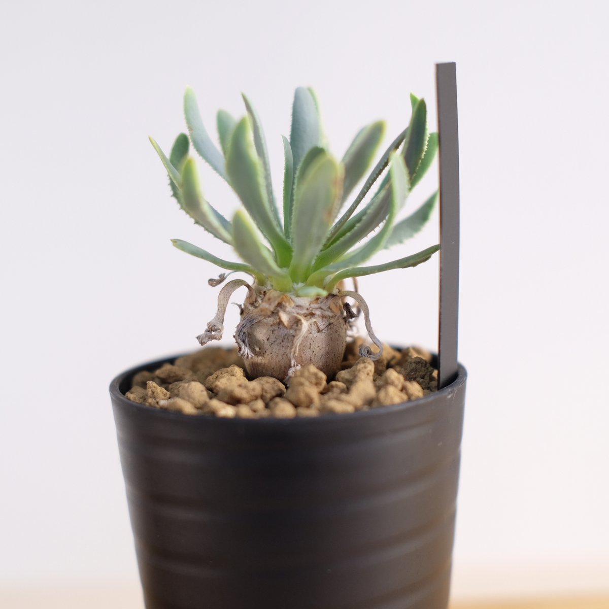 レア実生5年！ オトンナ リトラリス 多肉植物 塊根植物 【公式通販】