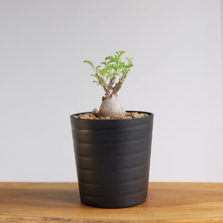 ペラルゴニウム パキポディウム / Pelargonium sp. cf. pachypodium / KN1349
