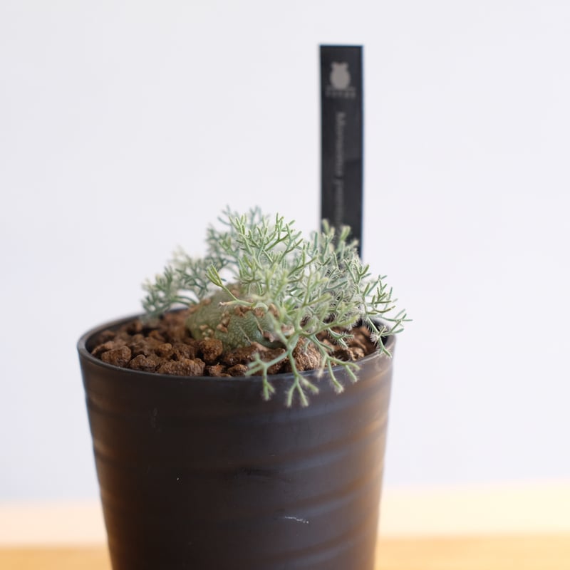 user_2916a88b専用　モンソニア　ペニクリナム2株セット user_2916a88b専用 モンソニア ペニクリナム2株セット user_2916a88b