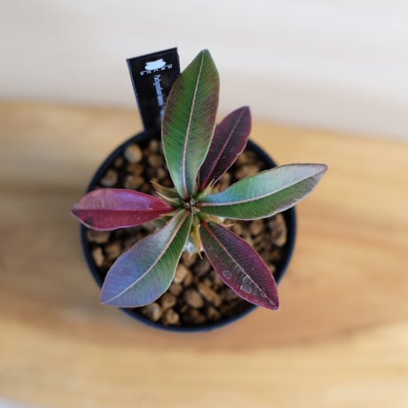 パキポディウム バロニー×ウィンゾリー / Pachypodium baronii×Windsorii