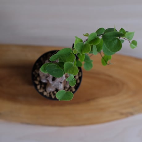 ディオスコレア エレファンティペス 亀甲竜 / Dioscorea elephantipes