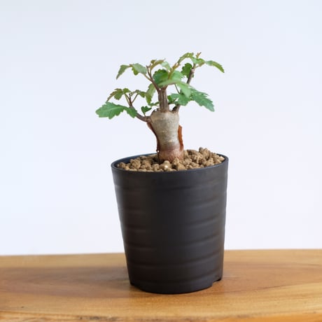 ブルセラ ファガロイデス / Bursera fagaroides / KN1547