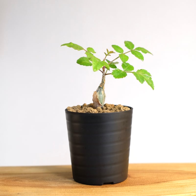 ブルセラ ファガロイデス / Bursera fagaroides | 塊根植物 小苗 ブルセラ ファガロイデス / Bursera fagaroides | 塊根植物 小苗