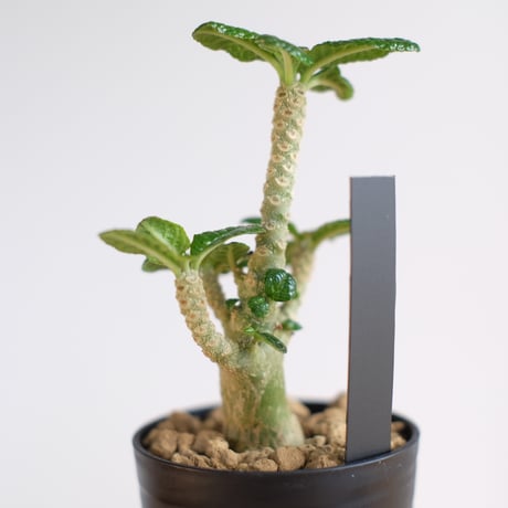 ドルステニア ギガス / Dorstenia gigas / KN1230