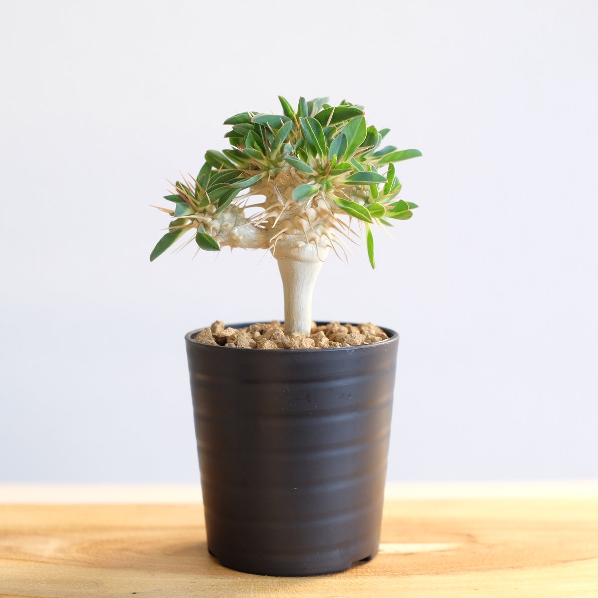 塊根植物 ユーフォルビア　ギラウミニアナ 11 ユーフォルビア ギラウミニアナ euphorbia gullaumniana