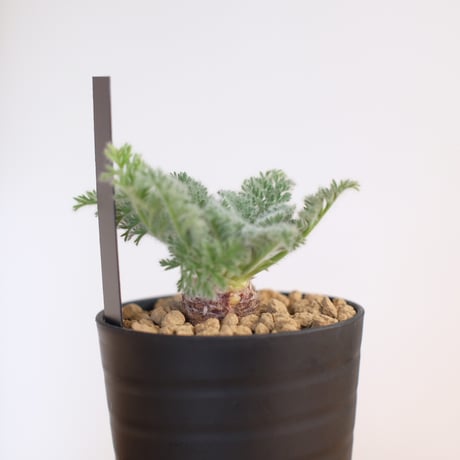ペラルゴニウム アッペンディクラツム / pelargonium appendiclatum / KN1360