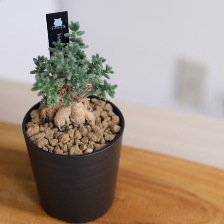 トリコディアデマ ブルボスム / Trichodiadema bulbosum