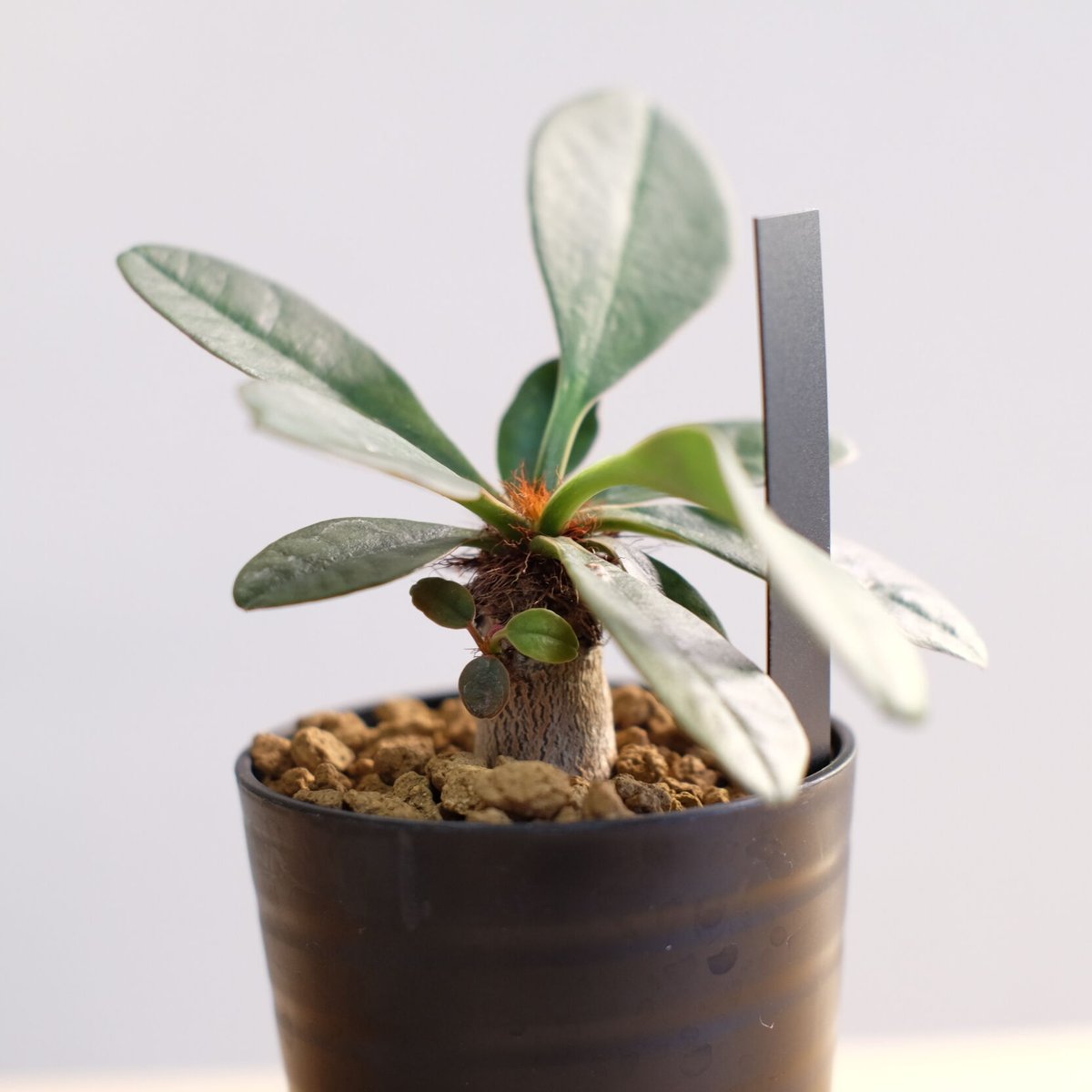 ユーフォルビア ラメナ / Euphorbia ramena / KN1036 | 塊根植物