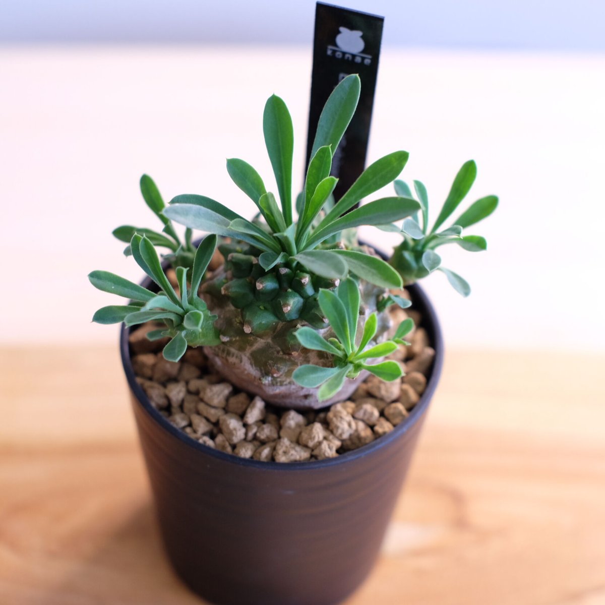 ユーフォルビア　峨眉山 ユーフォルビア 峨眉山 | GREEN LUCK