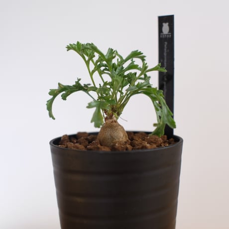 ペラルゴニウム パキポディウム / Pelargonium sp. cf. pachypodium