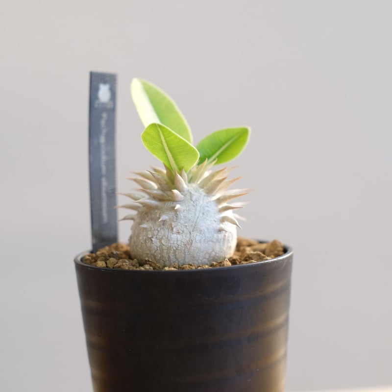パキポディウム エブレネウム / Pachypodium eburneum | 塊根