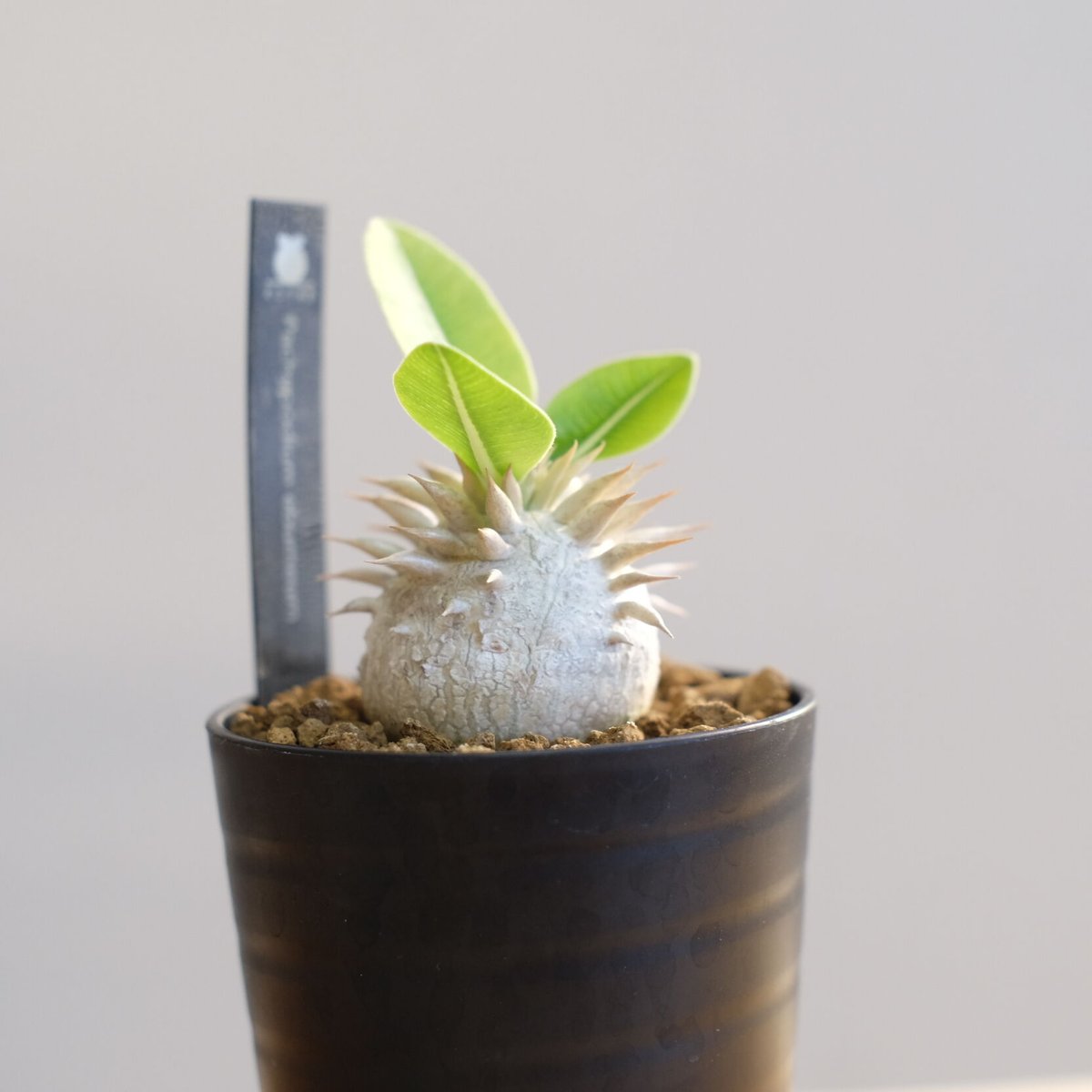 パキポディウム・エブルネウム　野生　中型 塊根植物 緑葉 白鉢 塊根植物 パキポディウム エブレネウム 観葉植物 幹 パキポディウム