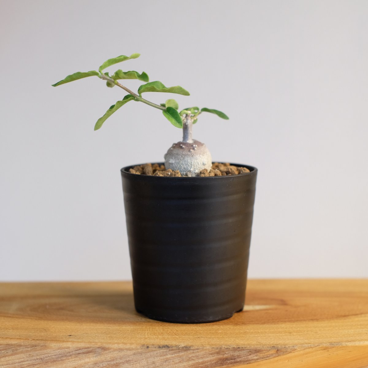 フォッケア エデュリス / Fockea edulis | 塊根植物 小苗専門店 konae