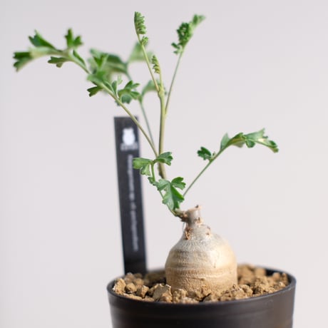 ペラルゴニウム パキポディウム / Pelargonium sp. cf. pachypodium