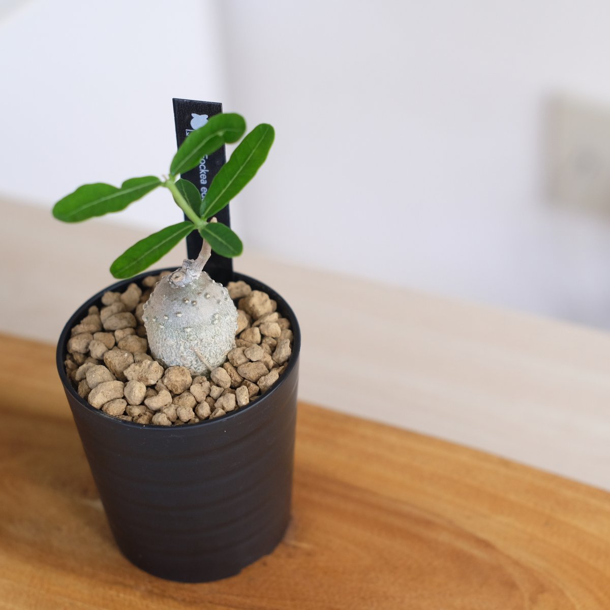 フォッケア エデュリス / Fockea edulis / KN1309 | 塊根植物 小苗専