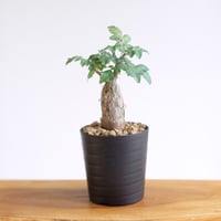 ブルセラ ファガロイデス / Bursera fagaroides / KN1598