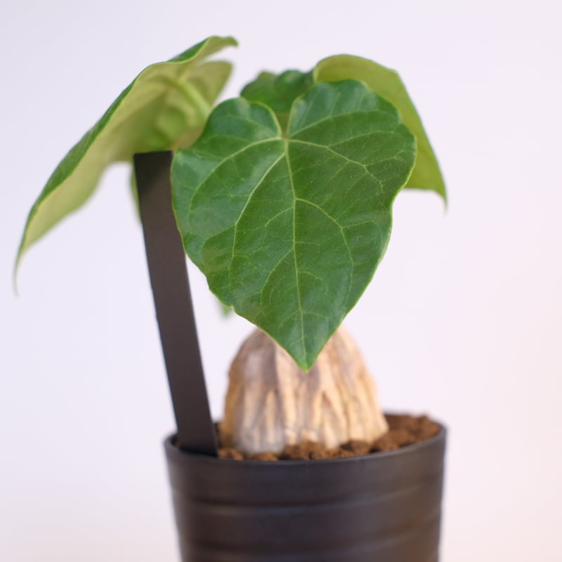 マテ シクロフィラ Matelea cyclophylla　親木 Matelea cyclophylla【マテレア・シクロフィラ】 | RIMO'S GREEN