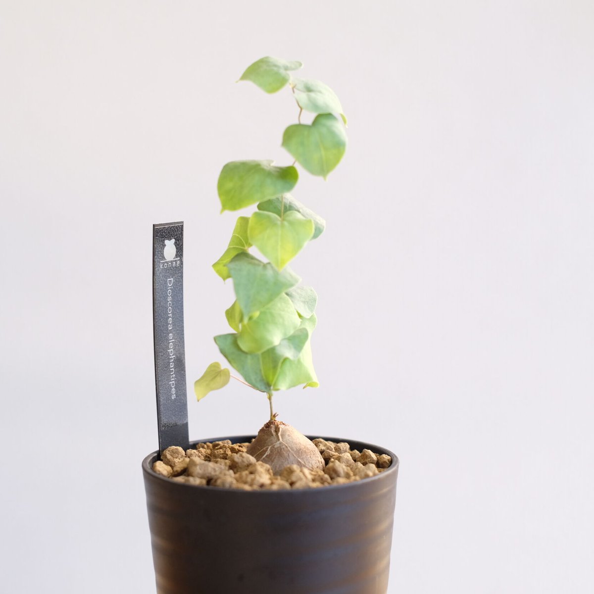 ディオスコレア エレファンティペス 亀甲竜 / Dioscorea