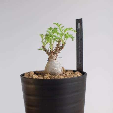 ペラルゴニウム パキポディウム / Pelargonium sp. cf. pachypodium / KN1349