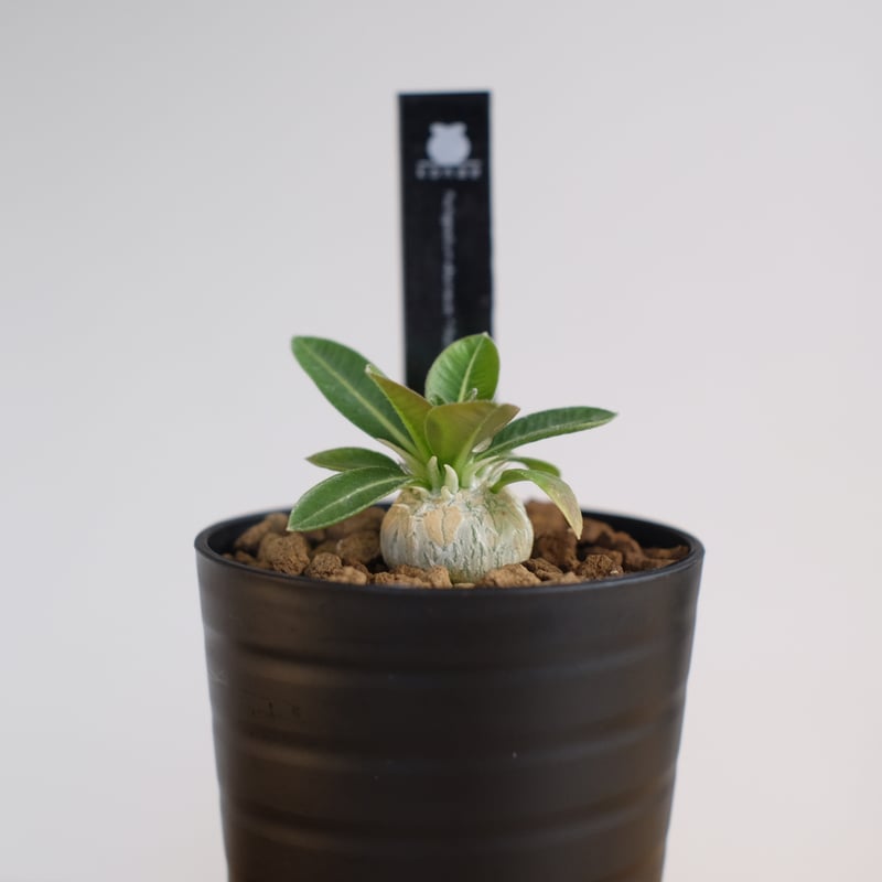 パキポディウム エブレネウム × グラキリス / Pachypodium eburneum ×