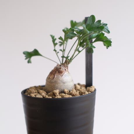 ペラルゴニウム パキポディウム / Pelargonium sp. cf. pachypodium / KN1391