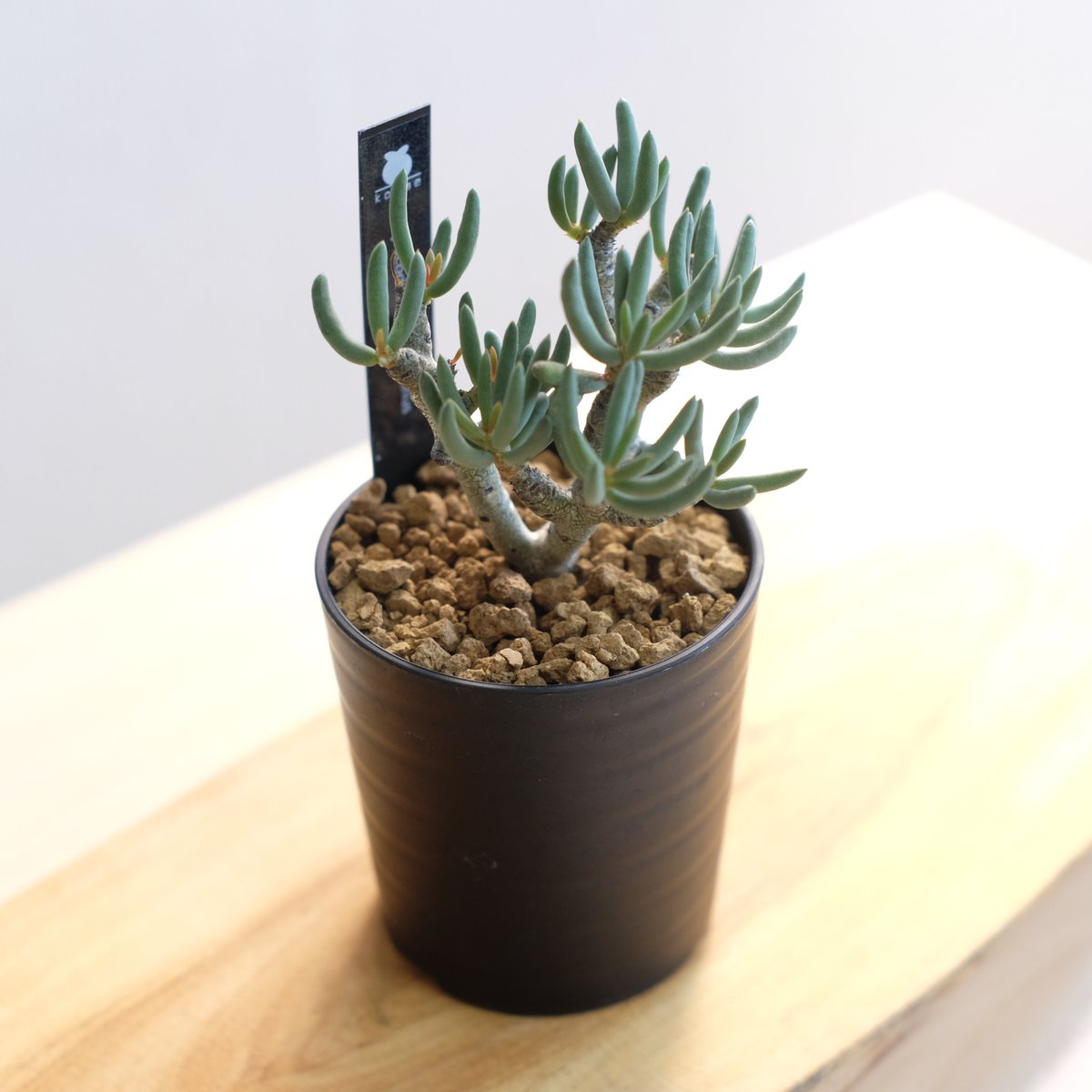 チレコドン ブッコルジアヌス / Tylecodon buchholzianus | 塊根植物