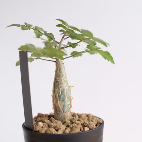 ブルセラ ファガロイデス / Bursera fagaroides / KN1285