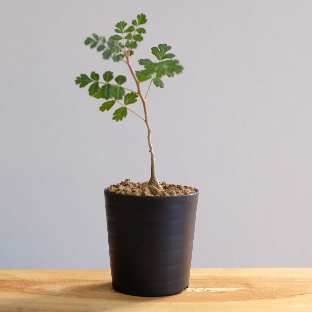 塊根植物・コーデックス Pachycormus discolor fit=scale-down,w=1200