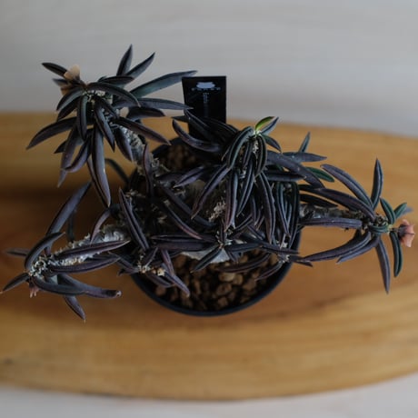 ユーフォルビア キリンドリフォリア トゥビフェラ / Euphorbia cylindrifolia var. tubufera