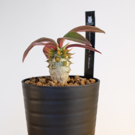 パキポディウム バロニー×ウィンゾリー / Pachypodium baronii×Windsorii