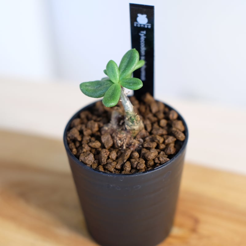 チレコドン スルフレウス / Tylecodon sulphureus | 塊根植物 小苗専門