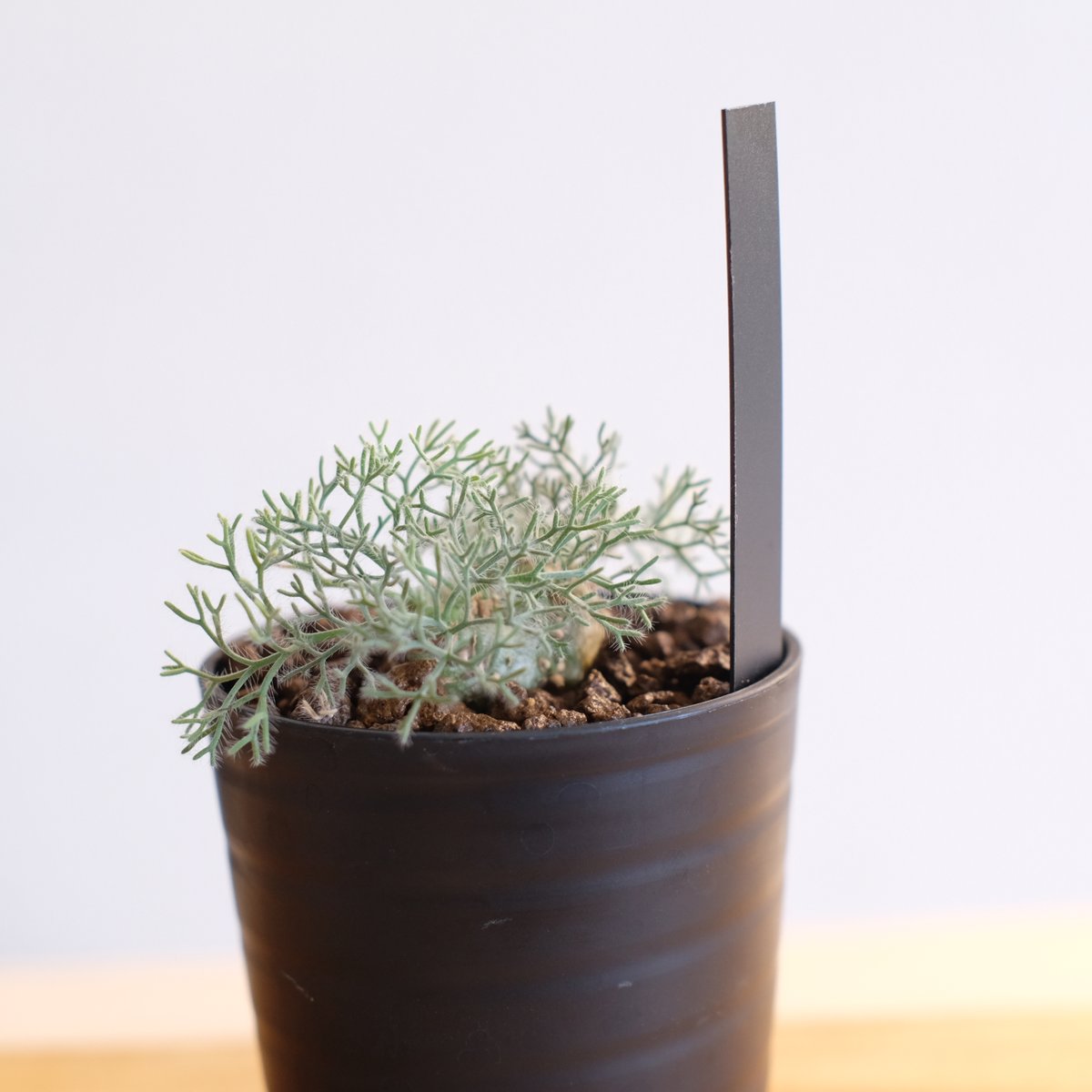 モンソニア ペニクリナ / Monsonia peniculina | 塊根植物 小苗専門店