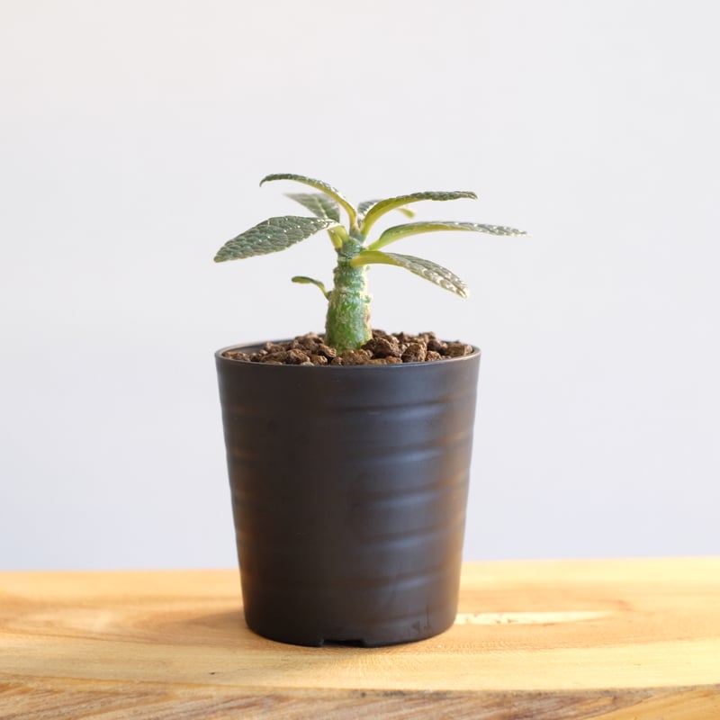 ドルステニア ギガス / Dorstenia gigas | 塊根植物 小苗専門店 konae