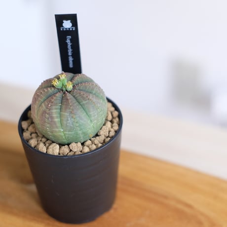 ユーフォルビア オベサ / Euphorbia obesa / KN1228
