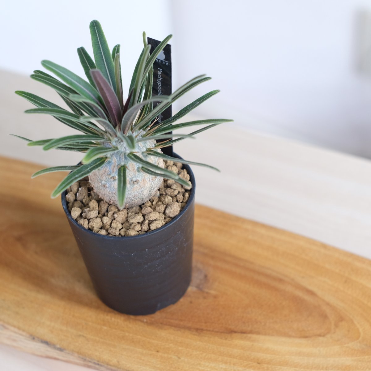 パキポディウム グラキリス / Pachypodium gracilius / KN1274